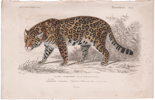 Jaguar